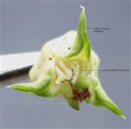  Female Flower (Upper view)